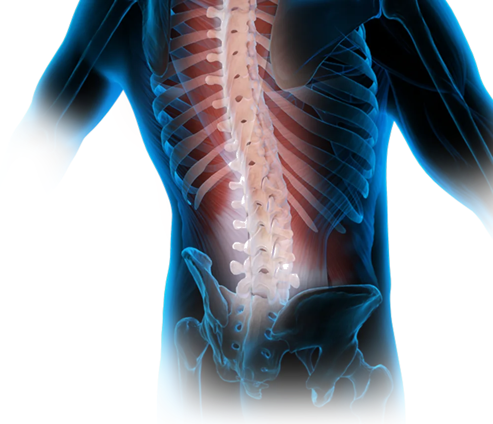 Illuminated spine anatomy — neck, back, and pelvis